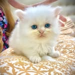 ELSA 😻🧚‍♀️👼🏻 - @elsa_cotton_ball - Instagram