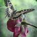 Elsa Coxen - Facebook