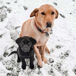 Elsa + Cricket - @elsa_and_cricket - Instagram