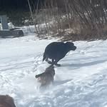 Elisa Curry - @snowmass_canine_club - Instagram