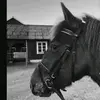 ELSA - @elsaa.dahl - TikTok