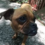 Elsa Dasha - @elsa_the_puggle_and_cat_dasha - Instagram