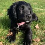 Elsa & Ruby Davies - @elsa_thesprocker - Instagram