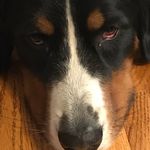 Elsa Dawson - @elsathebernesedog - Instagram