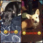 Elsa and Diamond - @elsa_and_diamond - Instagram