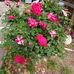 Elsa Dodd - Facebook