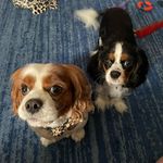 Duncan & Elsa🐶 - @duncan_and__elsa - Instagram