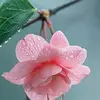 Elsa Green - @elsa.green68 - TikTok