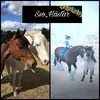 SSO&Hästar - @elsa.elfhammer03 - TikTok