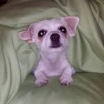 Elsa Mason - @chorkie_life - Instagram