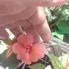 Elisa Peck - @elisapeck6 - TikTok