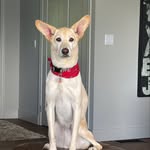 Elsa Porter - @crazy_ears_elsa - Instagram