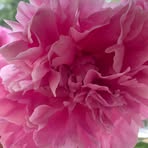 Elsa Potts - Facebook