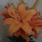 elsa quiñones - @elsaquinones65 - Instagram