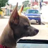 Elsaquitodepulgas - @elsaquitodepulgas - TikTok