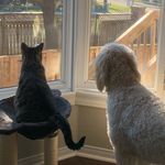 Gus and Elsa Randall - @pawprintchronicles_ - Instagram