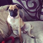 Elsa Rossi - @elsa_pug_rossi - Instagram