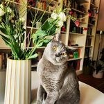 Elsa Fufú the hell in small - @elsafufu.devilcat - Instagram