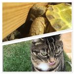 Elsa&Stanley_pet_spamXx - @elsa.stanley.pet.spamm.xx - Instagram