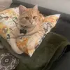 elsastenberg900 - @gunthergingerkitty - TikTok