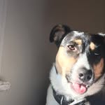 Elsa Stevens - @elsa_the_jack_russel.pup - Instagram