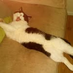 Elsa Oreo Stevenson - @elsa_stevenson_is_a_fluff_ball - Instagram