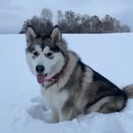 Elsa Stone Wolves - @elsastonewolves - Instagram