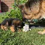 Elsa & Storm - @gsd_adventures_elsaandstorm - Instagram