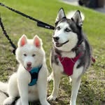Elsa & Storm the Huskies 🐺🩷🐺💙 - @elsa.storm_huskies - Instagram