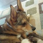 Elsa Swenson Stuart - @swenvet - Instagram