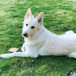 Elsa Taylor - @elsadogstrustkenilworth - Instagram