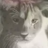 Elsa Tesfamariam - @theafricanlioness1 - TikTok