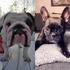 Elsa&Thomas - @etbulldog - TikTok