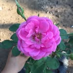 Elsa Tobar - @tobar_b13 - Instagram