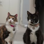 Elsa, Tommy, Theo, Moggy and Goose - @elsa.tommy.theo - Instagram