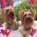 Else Torgersen - Facebook