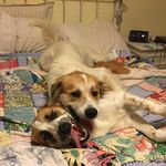 Elsa And Tucker - @queenelsathefluff - Instagram