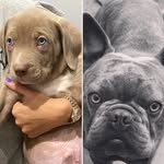 @life_of_teddy_tyson_and_elsa - Instagram