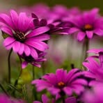 Elsa Noemi Volpe - Facebook