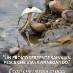 Elsa Volpe - Facebook