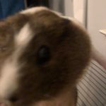 Elsa Ward - @guineapig009 - Instagram