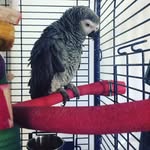 Elsa_watson - @elsa_that_africangrey - Instagram