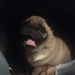 Elsa Watson - @elsa_the_pug_ - Instagram