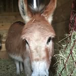 Elsa Weaver - @elsa._and._mouse._ - Instagram
