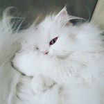 Elsa - @elsa_white_cat - Instagram