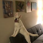 Elsa - @elsa_whitehusky - Instagram