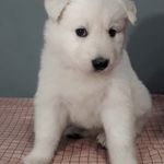 Elsa Wss - @elsa_white_shepherd - Instagram