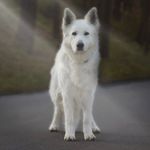 White Swiss Shepherd Elsa - @elsa.whiteshepherd - Instagram