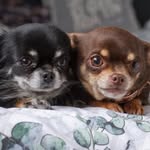 Elsa & Whitney 💞🖤💞 - @elsawhitneychihuahua - Instagram