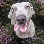Wicked White Elsa - @weim.wicked.white.elsa - Instagram